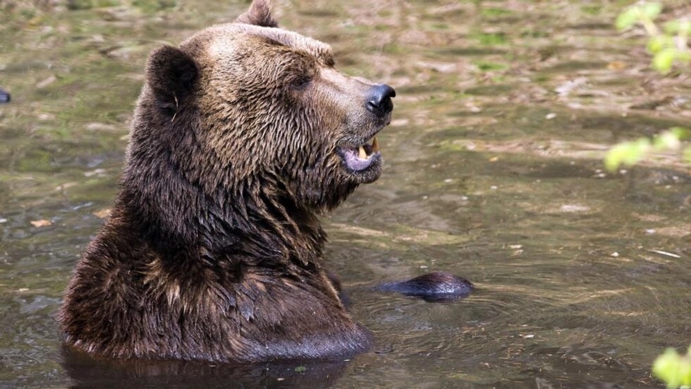 Os ursos estão se aproximando cada vez mais de áreas frequentadas por seres humanos (imagem ilustrativa) — Foto: AFP PHOTO / JENS BUTTNER