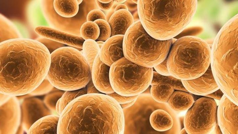 Análise em laboratório mostra fungo Candida auris — Foto: GETTY IMAGES via BBC