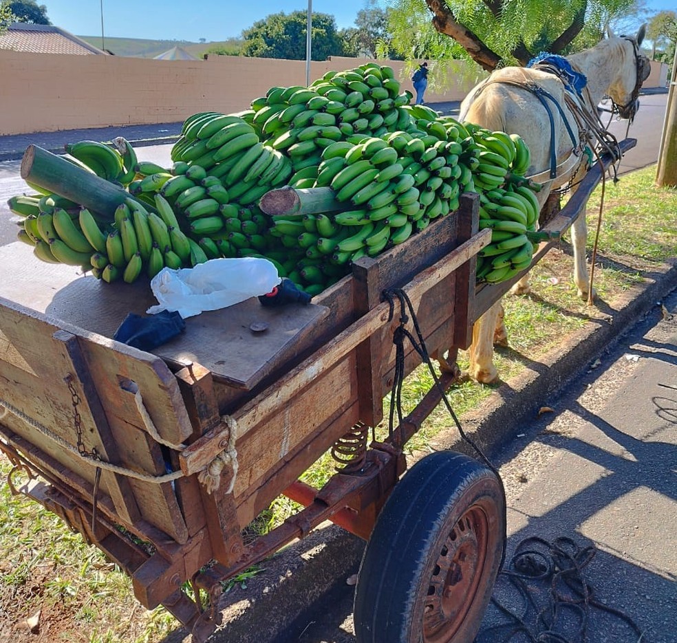 Dupla é presa suspeita de furtar cachos de bananas de sítio em Limeira — Foto: Wagner Morente/Guarda de Limeira 