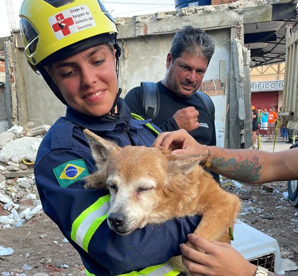 Cadela Mel, de 12 anos, foi resgatada de prédio que desabou parcialmente no Janga, em Paulista, no Grande Recife — Foto: Beatriz Castro/TV Globo