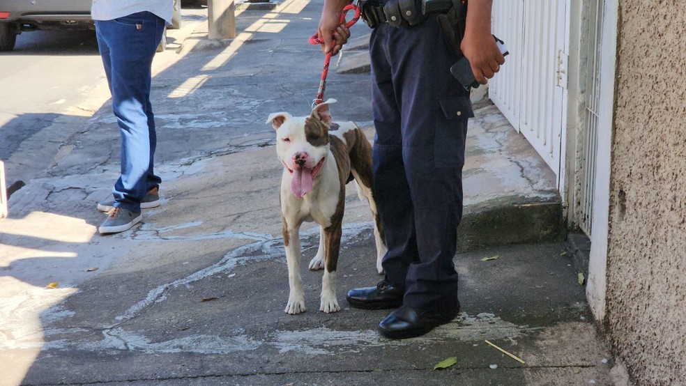 Cão da raça pitbull atacou avó e neto em Limeira — Foto: Wagner Morente/GCM