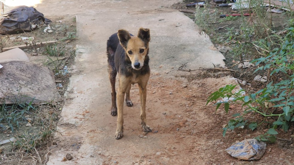 Cão abandonado foi resgatado em Limeira — Foto: Wagner Morente/GCM
