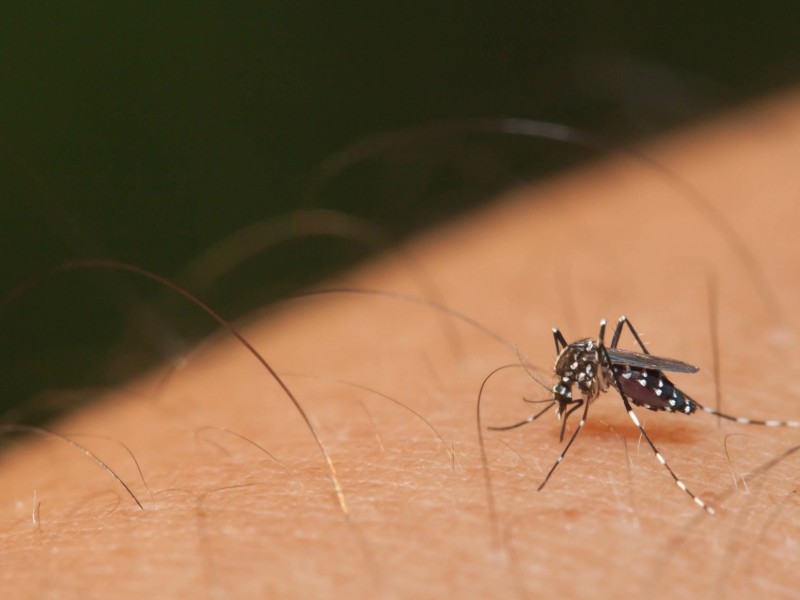 Dengue nos EUA: possibilidade de surtos gera alerta de saúde