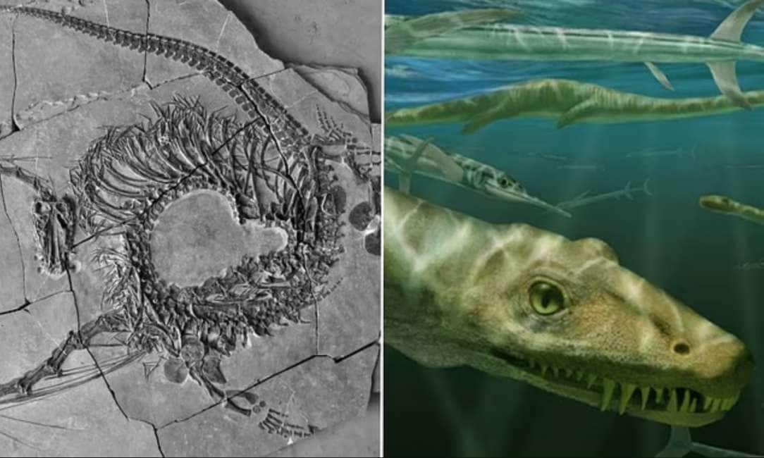 drago-spia! – in cina È stato scoperto il fossile di una specie di drago,  risalente a ... - Dagospia