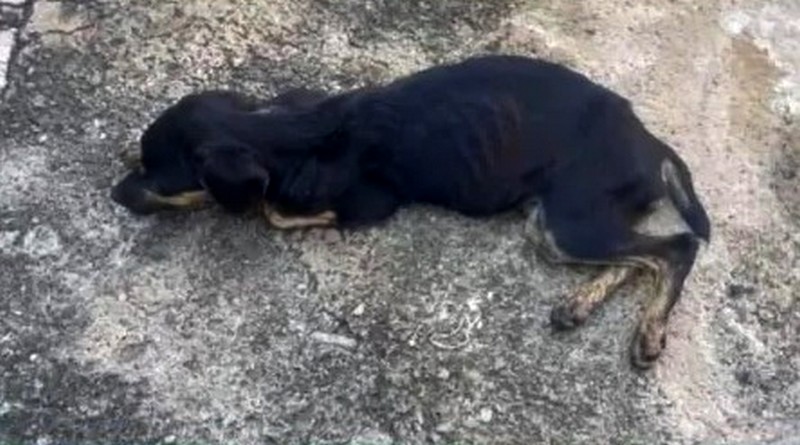 Guarda Municipal resgata 10 cães em situação de maus-tratos em Sumaré